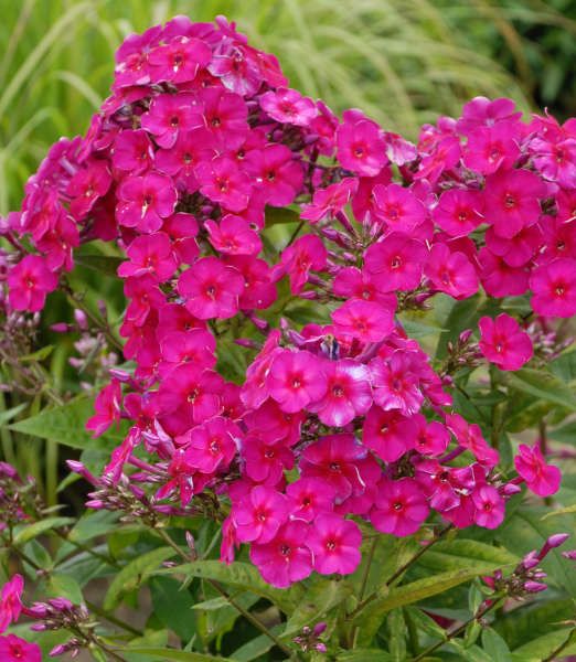 Phlox paniculata 'Tenor'